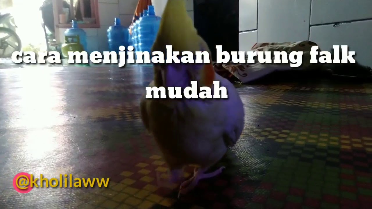 Cara mudah jinakin burung FALK/parkit Australia 