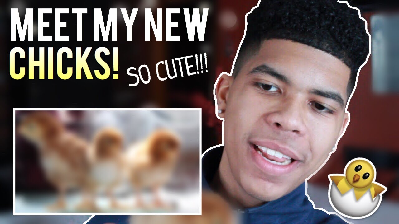 how to care for newborn chicks MEET MY NEW CHICKS! | Cute Baby Chicks! | Pet Chickens
