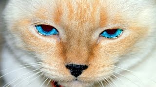 10 Trucos Para Gatos o Life Hacks - Experimentos Caseros - LlegaExperimentos