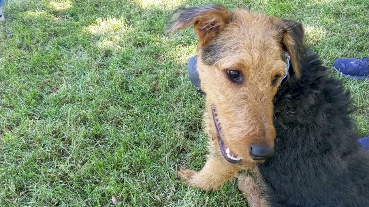 Confidence & Immersion Dog Training YouTube