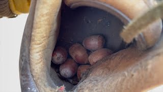 I found acorns in the old shoes stored in the shed.