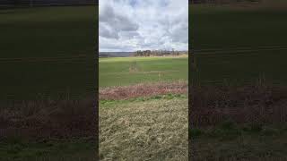 #shorts #shortsfeed #shortvideo #nature #walkthrough #sweden #blekinge