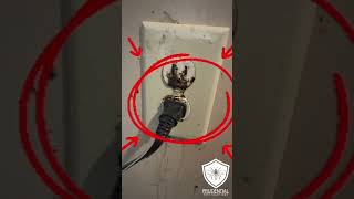 Bed bugs don’t just live in beds #bedbugservice #bedbugtreatment #bedbugremoval #bedbugscontrol