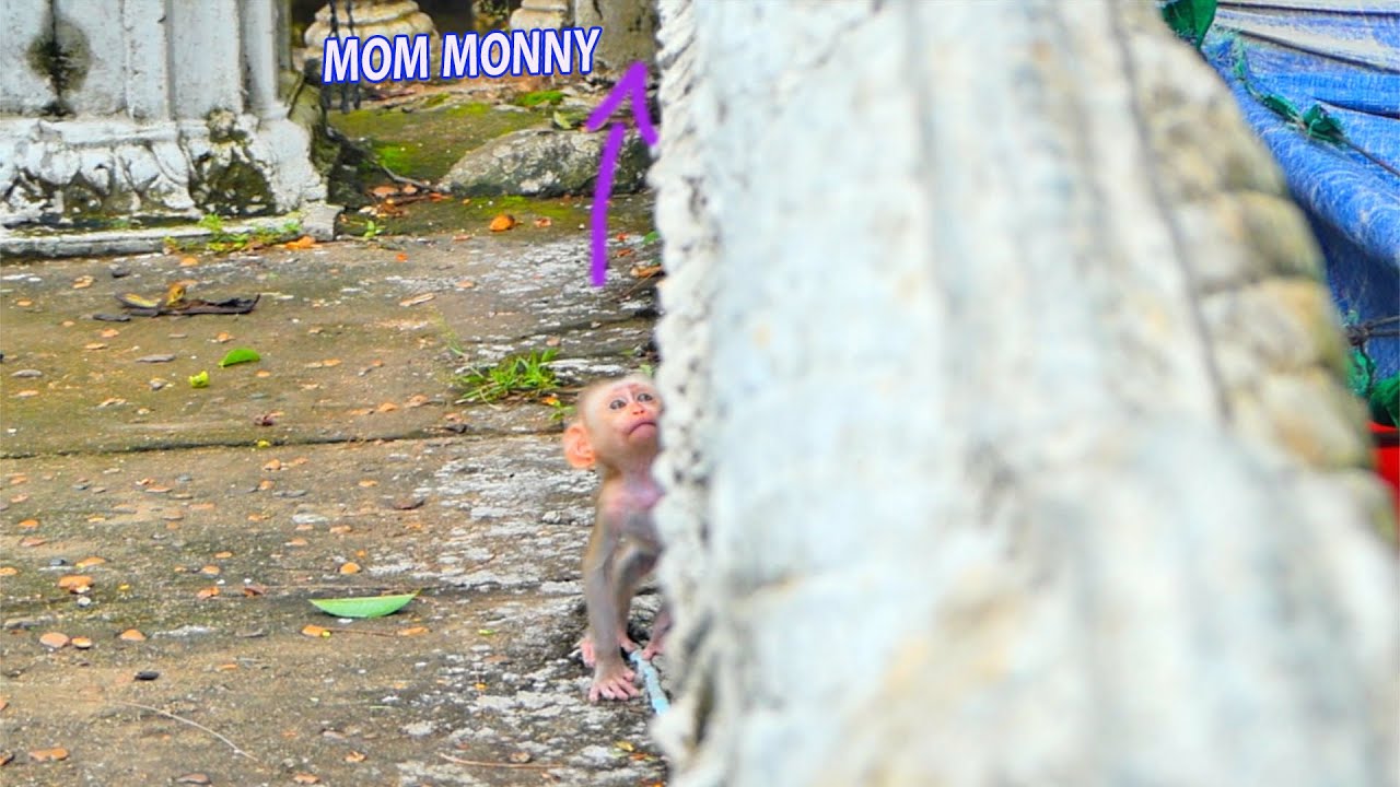 Wonder...When tiny baby monkey MARCO is look at his mom MONNY that keep him alone like this.