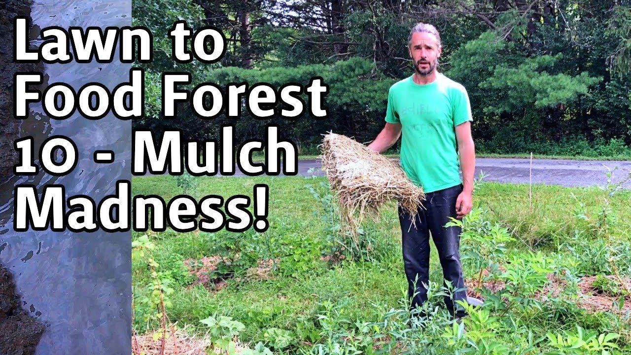 От газона до леса - 10 - Безумие мульчи!