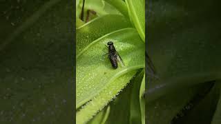 Plant sings Yummy Song while eating Bug #shorts