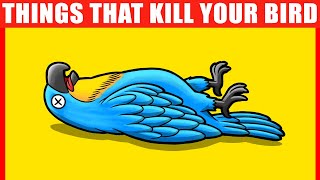 These 15 Things Can KILL Your Bird (Parrots, Parakeets, and Others) by Jaw-Dropping Facts 18,794 views 9 months ago 10 minutes, 46 seconds