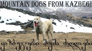 ყაზბეგური ძაღლები ( ნაწილი 1 ) - Kazbegian Dogs