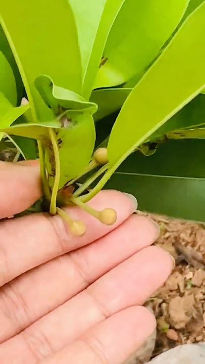 Chikoo fruit growing! Sweet, fiber-rich & full of energy #chikoo #sapota #homegrown #fiberfruit