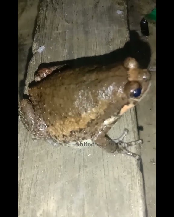 Kodok kintel 🐸 #shorts #shortsvideo