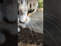 Бездомная кошка кушает колбасу Stray cat eats sausage Милые котики Cute cats Nature Trend Meow Top 😹