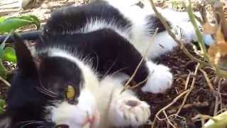 Grumpy Cat's Brother Pokey Plays Outside!