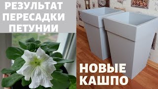 Что сделать, если петуния растет медленно? Новые кашпо для будущей посадки петунии на лоджии.