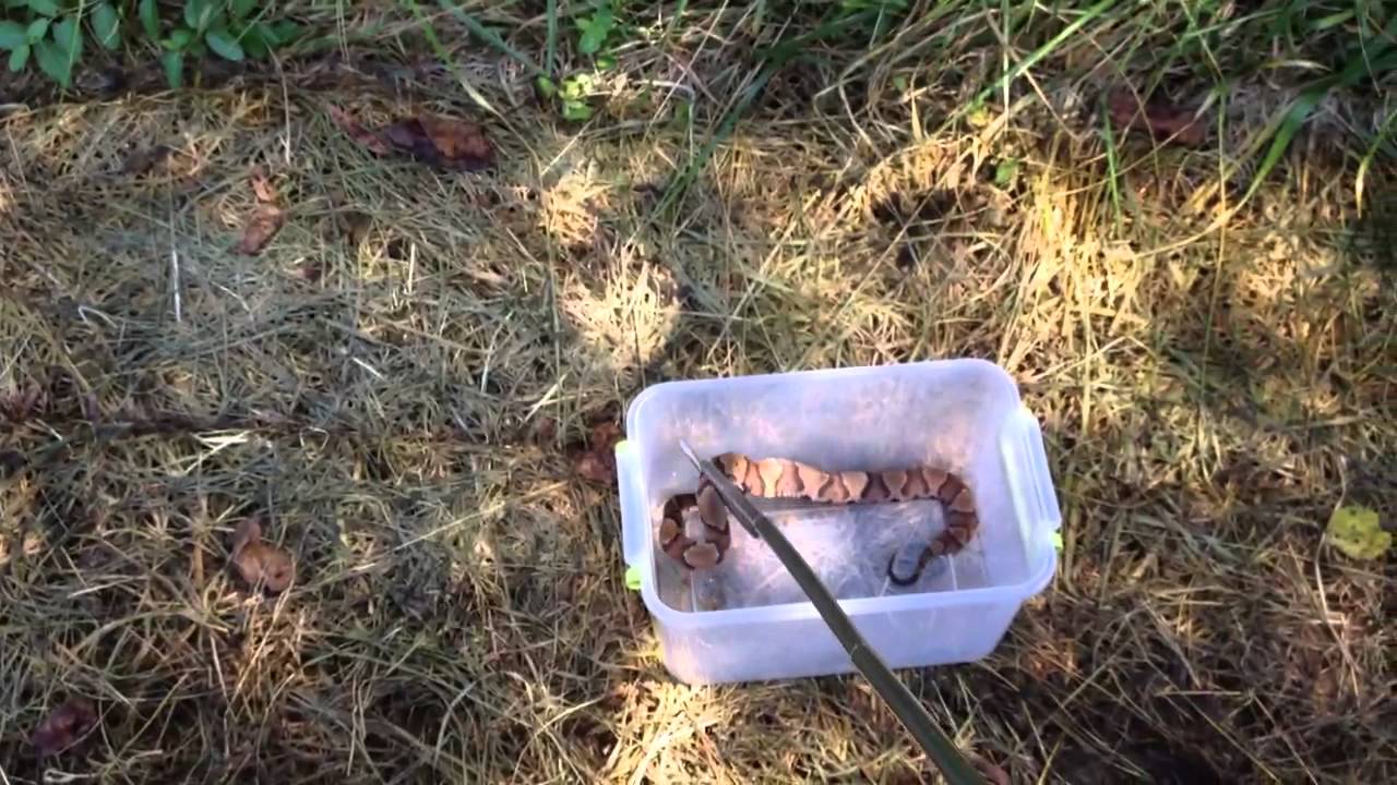 herpetologist meaning Releasing another Copperhead