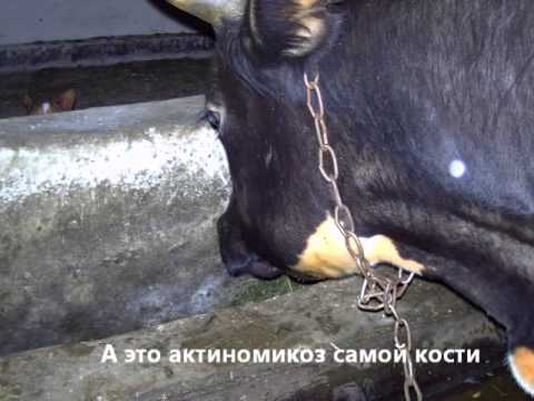 Болезни коров. Актиномикоз.Diseases of the cows. Actinomycosis.