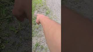 Another Snapping Turtle
