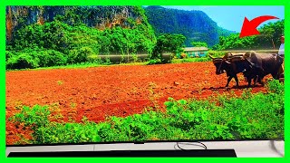 3 Things You Should Know About The SAMSUNG 75-Inch Class Crystal UHD CU7000 Series PurColor | Review