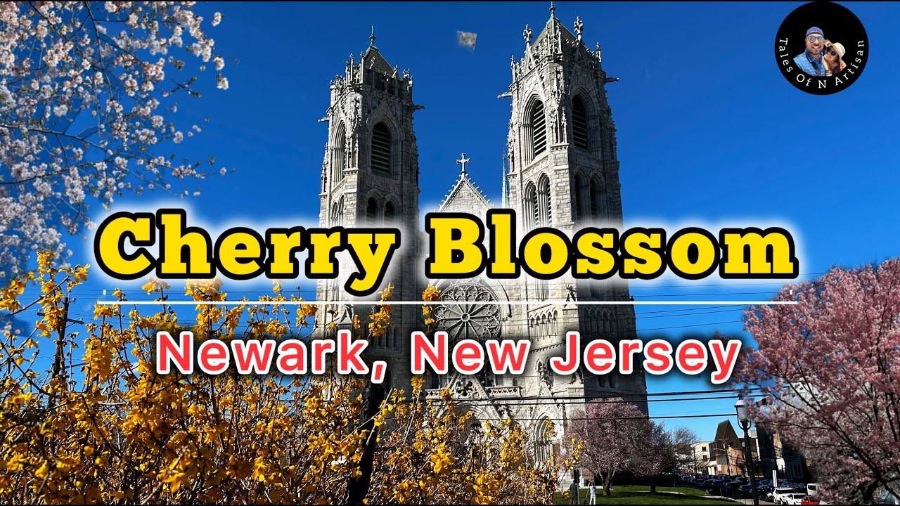 Cherry Blossom (Sakura ) Festival 2024 | Branch Brook Park | Newark, New Jersey | Walking Tour |