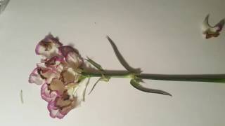 Sam Theders Problem 4:Time