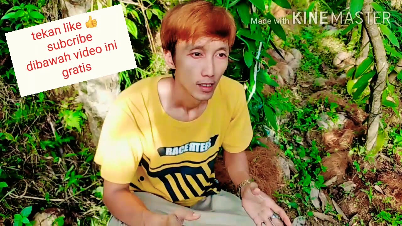 Obat alami mengatasi penyakit busuk batang pada tanaman vanii 