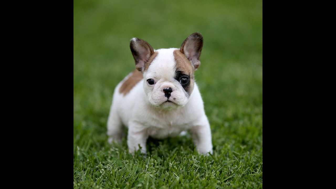 ROMEO micro size French Bulldog - YouTube