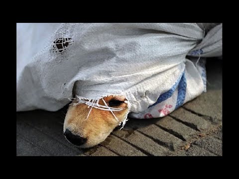 The Brutal Yulin Dog Meat Festival