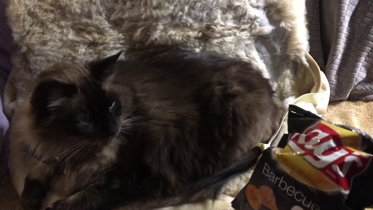 Cat Kitty Love For Lay’s Barbecue Chips YouTube