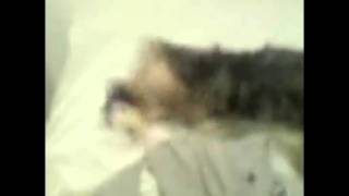 Humping dog youtbe 2