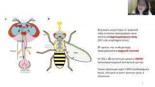 Нейробиология поведения, дрозофила, сенсорные системы, оборонительные реакции