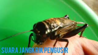 suara jangkrik pengusir tikus ampuh
