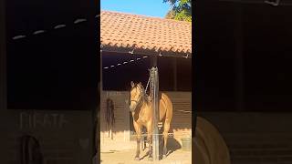 😊😁🙏🙂 #mexico #caballos #cavalo #horse #jalisco #rancho #rodeo #fyp #parati #corridos #western