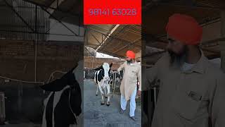 TOP QUALITY HF गायें DAIRY FARM पंजाब I TOP QUALITY HF  COWS I Khatra Dairy Farm