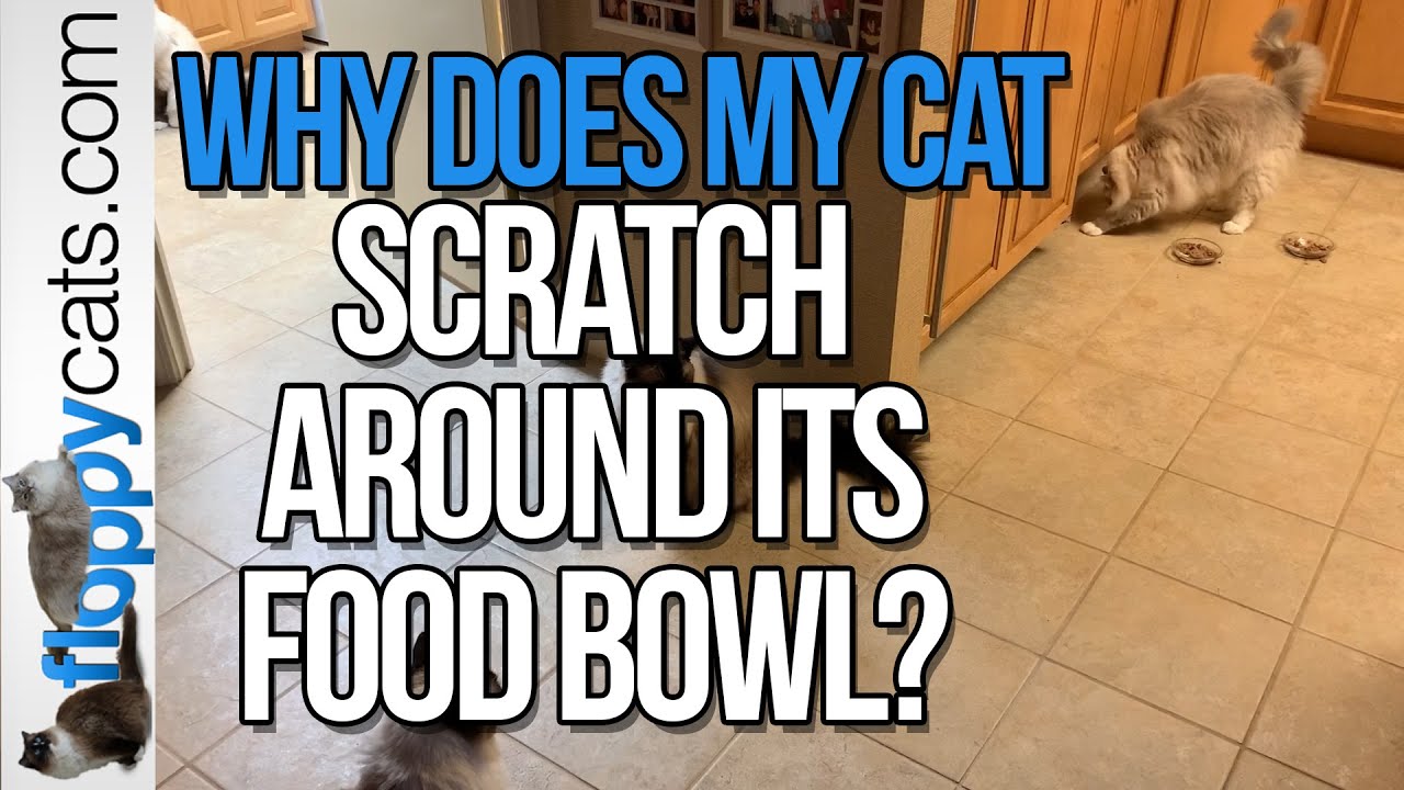 My Cat Scratch Around Its Food Bowl