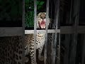 A  man killing tiger in the cage nuapada           