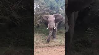 Elephant Pursuing Safari Vehicle in Masai Mara