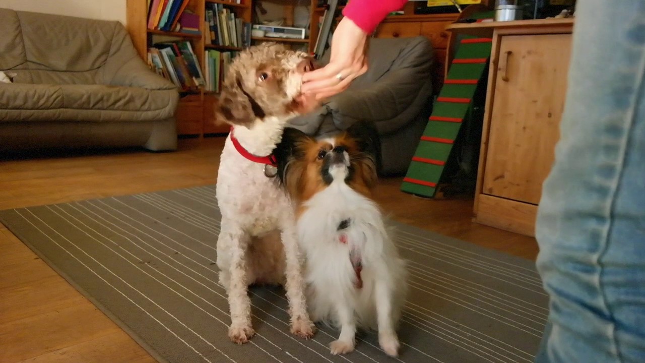 Clickertraining mit den Hunden Elu und Elfie Teil 1 Nov. 2016