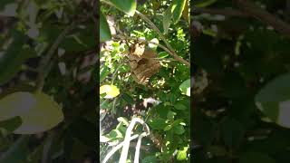 A Giant North American Silk Moth #shorts