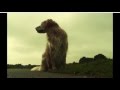 Xavas-Schau nicht mehr zurück", tonaufnahme Verwaltet von: Gold1Networks Mp3 Song