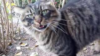 白キジ猫、植込みの後ろを歩いて行くとキジトラ猫にハチ合わせ!急いで逃げる。