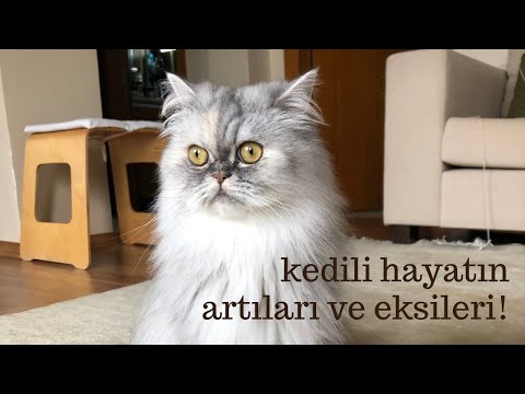 Video: Bir Kedinin Hadım Edilmesi: Artıları Ve Eksileri