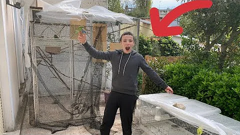 Quel est le prix d'un oiseau ?