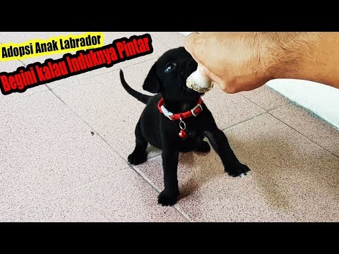 Video: Labrador Retriever Tetap Berada Di Puncak Daftar Ras Anjing Paling Populer AKC