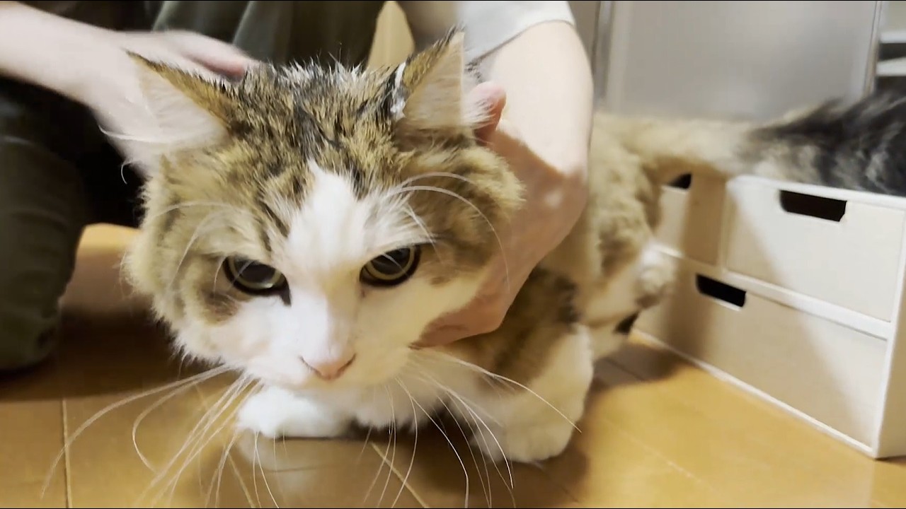 水のいらないシャンプーで男前にしてもらう猫