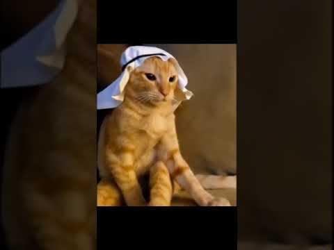 Allahu Akbar Cat.mp4