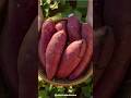 Sweet Potato #healthyfood #healthtips #skincare #haircare #viralvideo #shorts