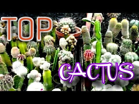 Top Cactus Plants In The World _Chanab Nursery Farm