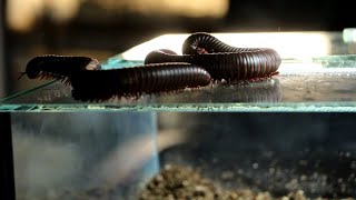 Setting up the Giant African Millipede Enclosure - A Guide