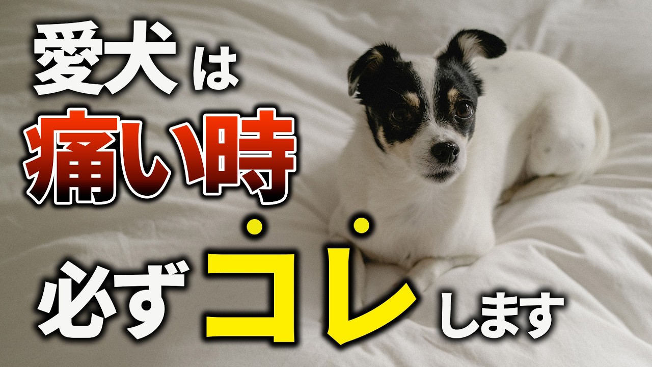 【要注意】愛犬は痛い時必ずこの行動をします