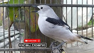 SOUND BRIDS‼️ jalak sutra gacor