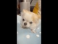 突然震えだす犬 #shorts